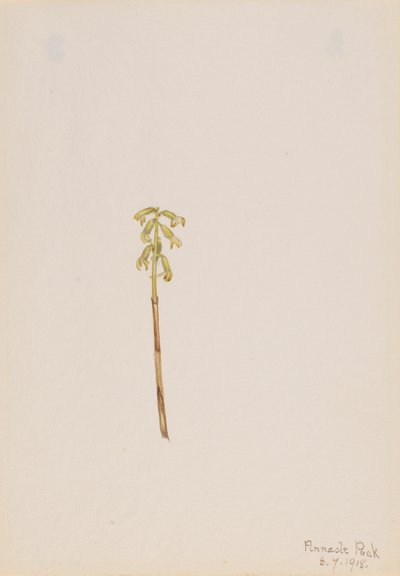 Corathorhiza corallorhiza - Mary Vaux Walcott