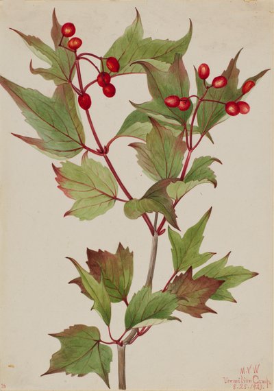 Viorne pauciflore, 1923 - Mary Vaux Walcott
