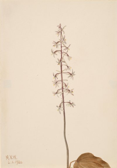 Orchis Tipularia uniflora, 1920 - Mary Vaux Walcott