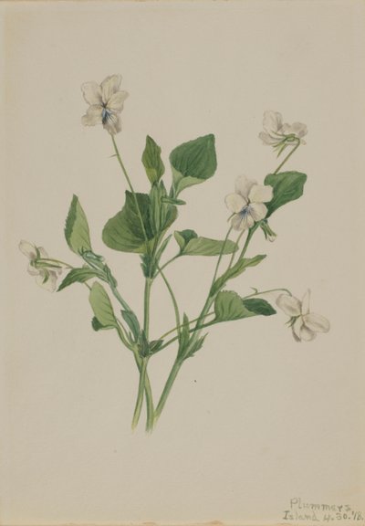 Violette crème (Viola striata) - Mary Vaux Walcott