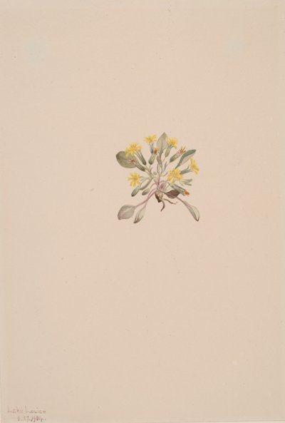 Crepis Elegans, 1904 - Mary Vaux Walcott