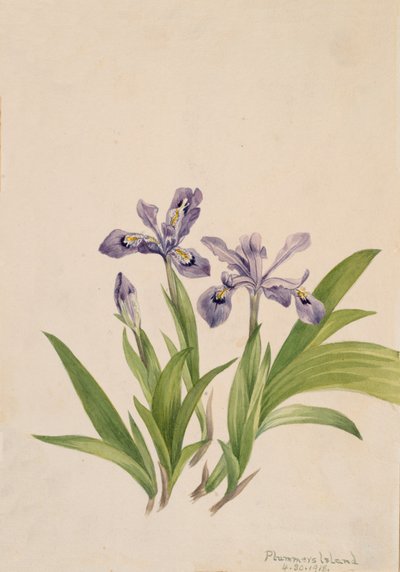 Iris Crêté Iris cristata, 1918 - Mary Vaux Walcott