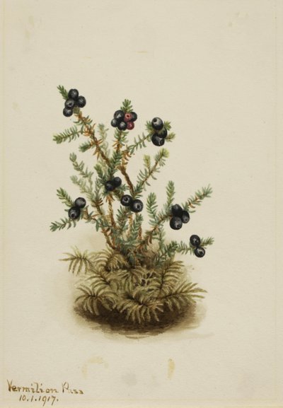 Camarine noire, 1917 - Mary Vaux Walcott
