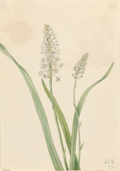Crowpoison Chrosperma muscaetoxicum, 1921 - Mary Vaux Walcott