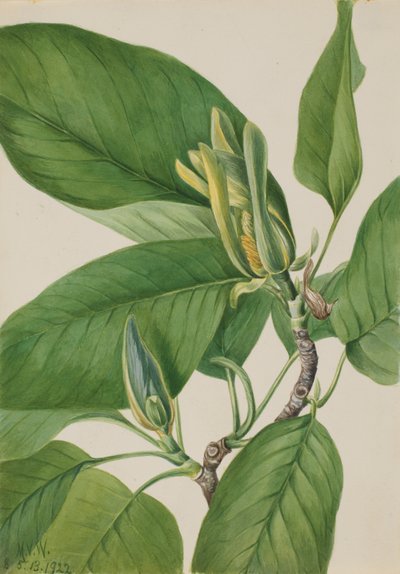 Magnolia acuminata, 1922 - Mary Vaux Walcott