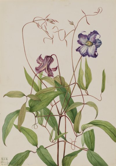 Clématite bouclée Clematis crispa, 1925 - Mary Vaux Walcott