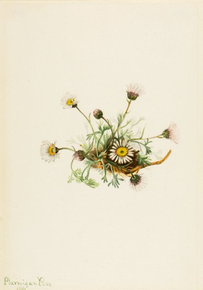 Vergerette à feuilles découpées Erigeron compositus, 1916 - Mary Vaux Walcott