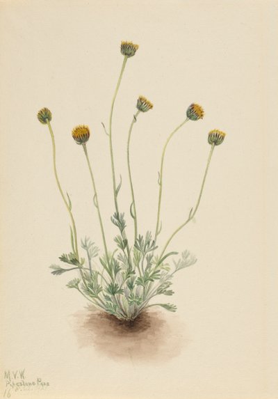 Vergerette à feuilles découpées Erigeron compositus nudus, 1921 - Mary Vaux Walcott