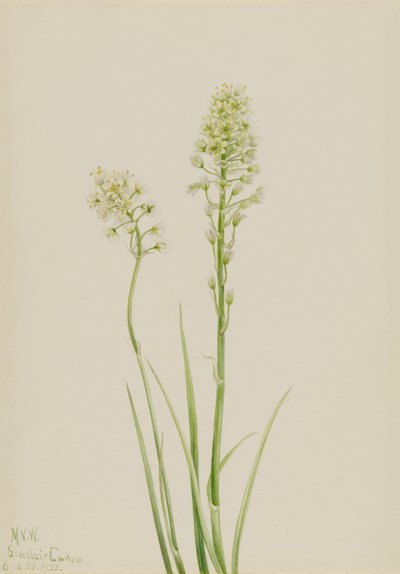 Camas de la mort (Zygadenus venenosus) - Mary Vaux Walcott