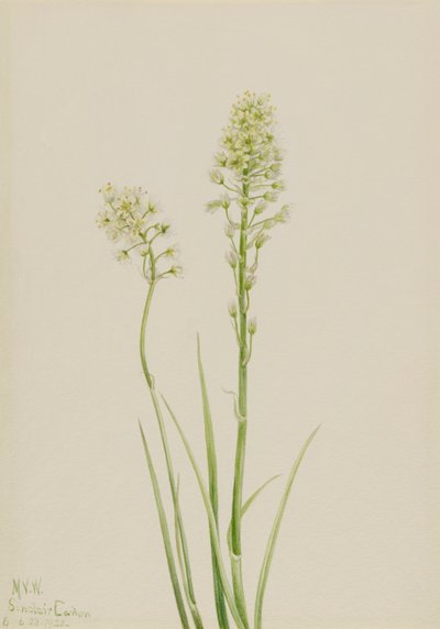 Camas de la mort Zygadenus venenosus, 1923 - Mary Vaux Walcott