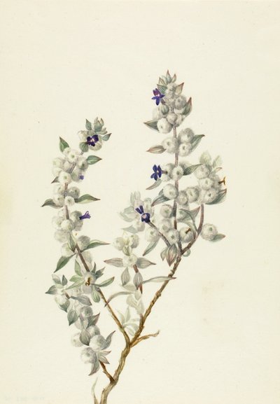 Sauge de la vallée de la mort (Salvia funerea) - Mary Vaux Walcott