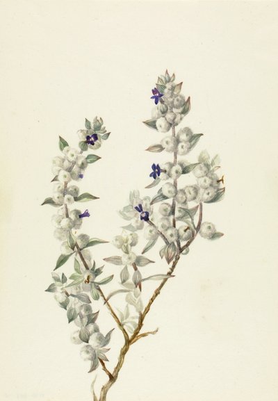 Sauge de la Vallée de la Mort Salvia funerea - Mary Vaux Walcott