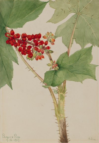 Echinopanax (Echinopanax horridum) - Mary Vaux Walcott