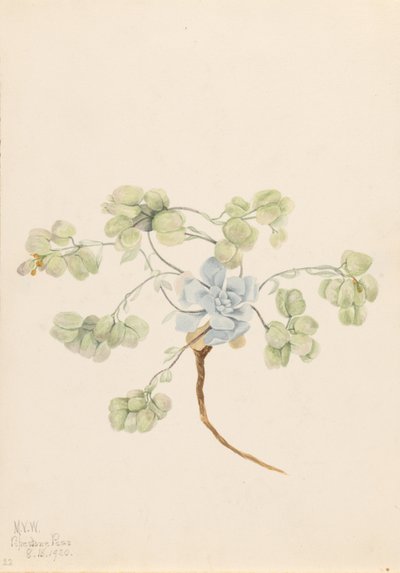 Physaria didymocarpa (Physaria didymocarpa) - Mary Vaux Walcott