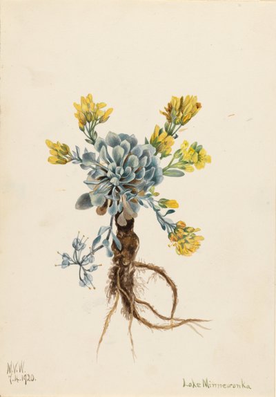Physaria didymocarpa (Physaria didymocarpa) - Mary Vaux Walcott