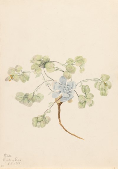 Physaria didymocarpa, 1920 - Mary Vaux Walcott