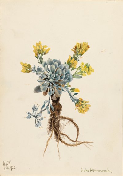 Double Bladderpod, 1920 - Mary Vaux Walcott