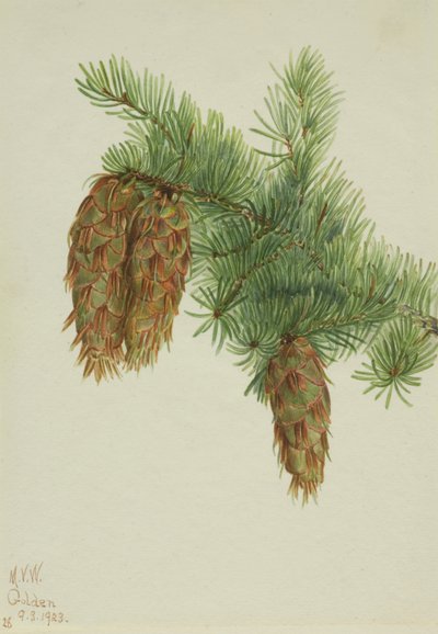 Douglas (Pseudotsuga mucronata) - Mary Vaux Walcott