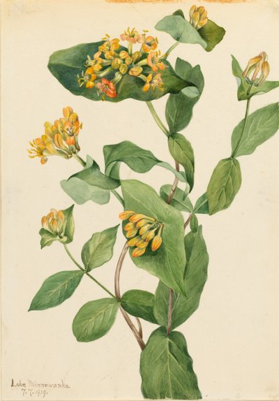 Chèvrefeuille de Douglas (Lonicera glaucescens) - Mary Vaux Walcott