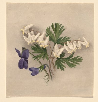 Culotte de cheval (Bikukulla cucullaria) - Mary Vaux Walcott