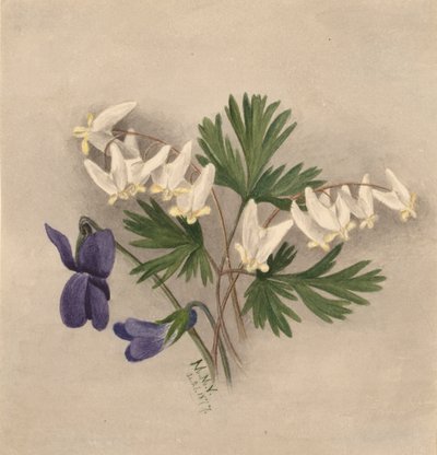 Culotte-de-hollandais Bikukulla cucullaria - Mary Vaux Walcott