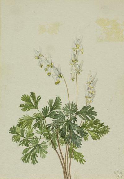 Bikukulla cucullaria (Bikukulla cucullaria) - Mary Vaux Walcott