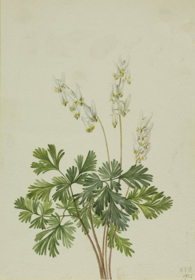 Culotte de Hollandais Bikukulla cucullaria - Mary Vaux Walcott
