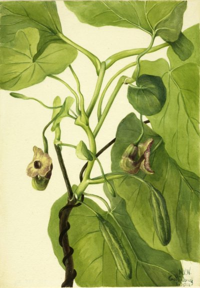 Pipe du Hollandais - Mary Vaux Walcott