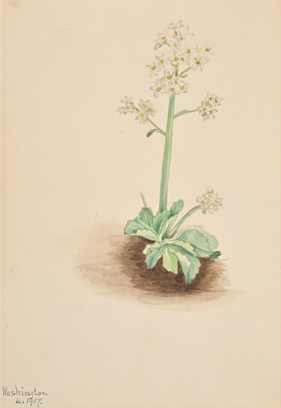 Saxifrage précoce (Saxifraga virginiensis, 1917) - Mary Vaux Walcott