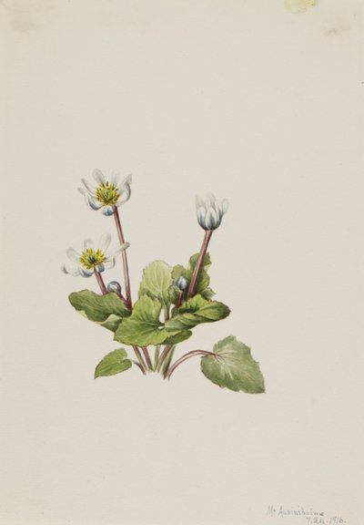 Elkslip (Caltha leptosepala) - Mary Vaux Walcott