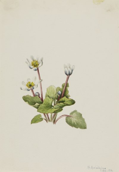 Populage des marais, 1916 - Mary Vaux Walcott