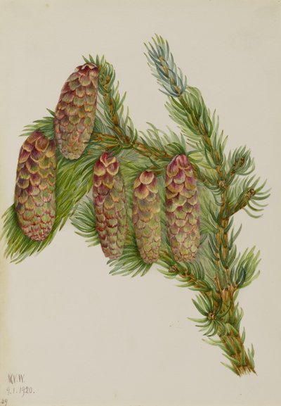 Picea engelmanni (Picea engelmanni) - Mary Vaux Walcott