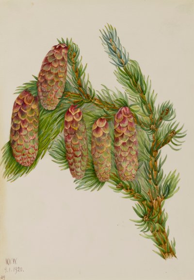 Épicéa Engelmann - Mary Vaux Walcott