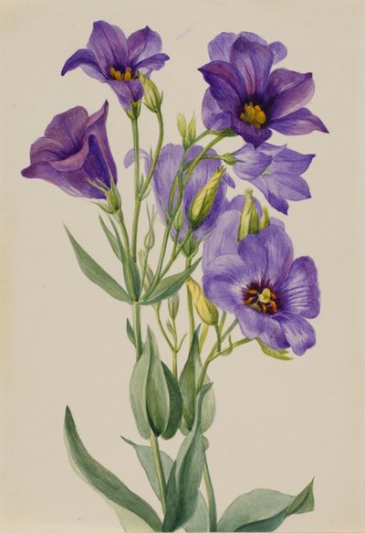 Eustoma russelianum - Mary Vaux Walcott