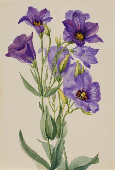 Eustoma russelianum, début des années 1930 - Mary Vaux Walcott
