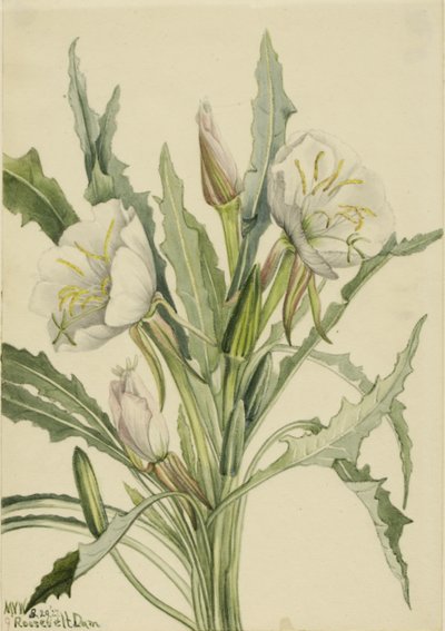 Onagre (Pachyoplus hirsutus) - Mary Vaux Walcott