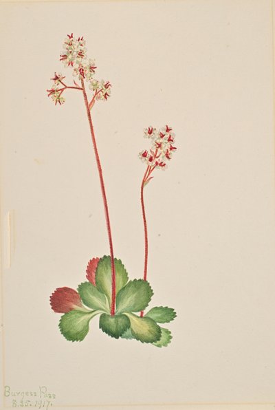 Saxifrage à feuilles persistantes Leptarrhena pyrolifolia, 1917 - Mary Vaux Walcott