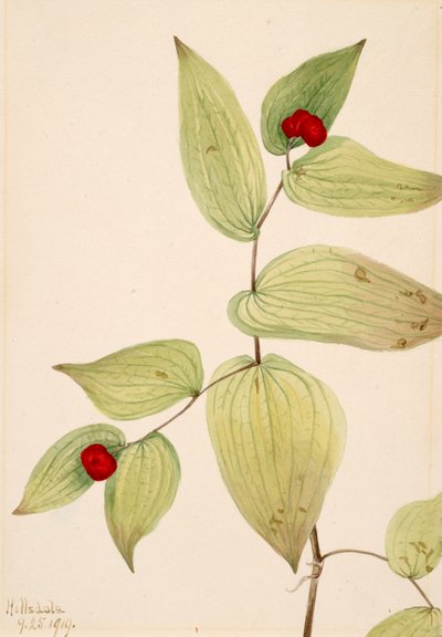 Clochettes féeriques Disporum trachycarpum, 1919 - Mary Vaux Walcott