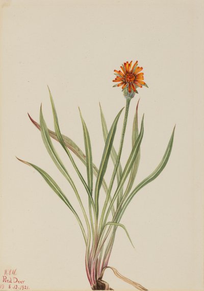 Faux pissenlit Agoseris aurantiaca, 1921 - Mary Vaux Walcott