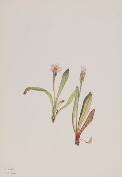 Fausse Dent-de-lion Agoseris carnea - Mary Vaux Walcott