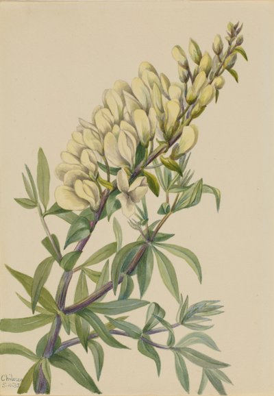 Faux indigo (Baptista bructeata) - Mary Vaux Walcott