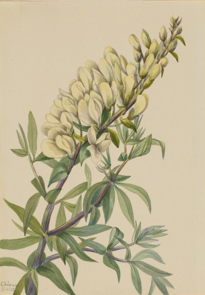 Indigo faux Baptista bructeata, 1932 - Mary Vaux Walcott