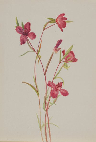 Adieu au printemps Godetia amoena lilja, vers 1930 - Mary Vaux Walcott