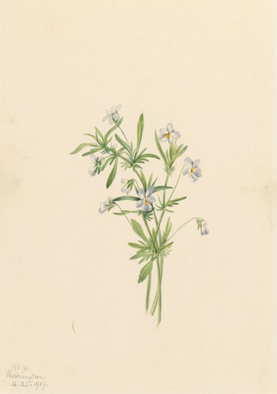 Violette des Champs Viola rafinesquii, 1919 - Mary Vaux Walcott