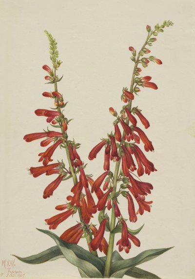 Pentstemon de feu (Pentstemon eatonii) - Mary Vaux Walcott