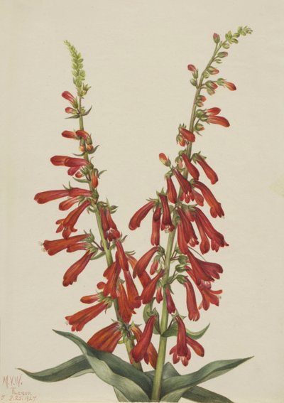 Pénstémon de feu - Mary Vaux Walcott