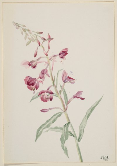 Epilobe (Epilobium angustifolium) - Mary Vaux Walcott