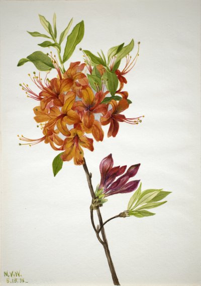 Azalée flamboyante, 1938 - Mary Vaux Walcott
