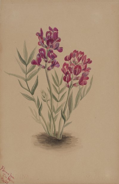 Fleurs de la Mesa - Mary Vaux Walcott