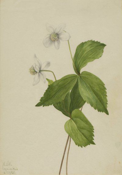 Anémone des bois Anemone deltoidea, 1925 - Mary Vaux Walcott